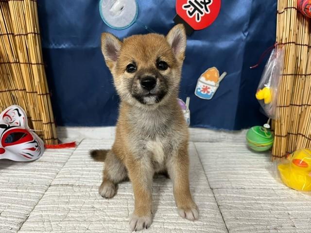 animal_image