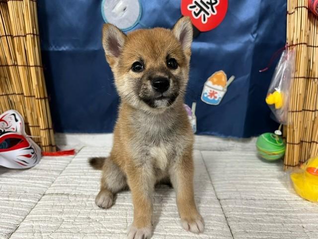 animal_image