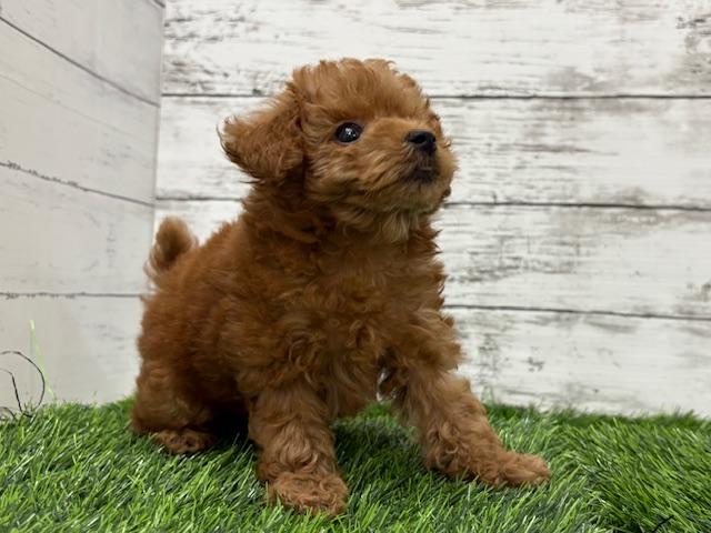animal_image