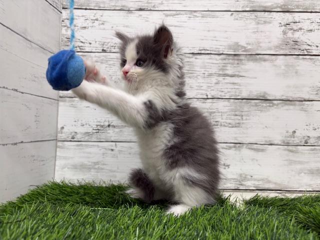 animal_image