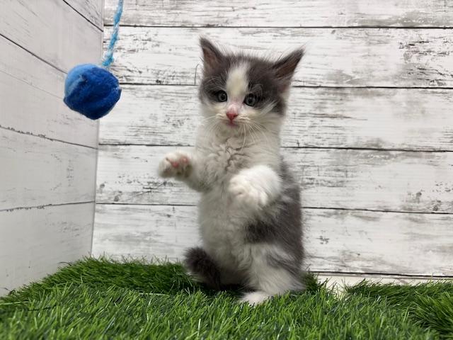 animal_image