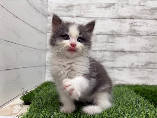 animal_image