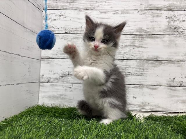 animal_image