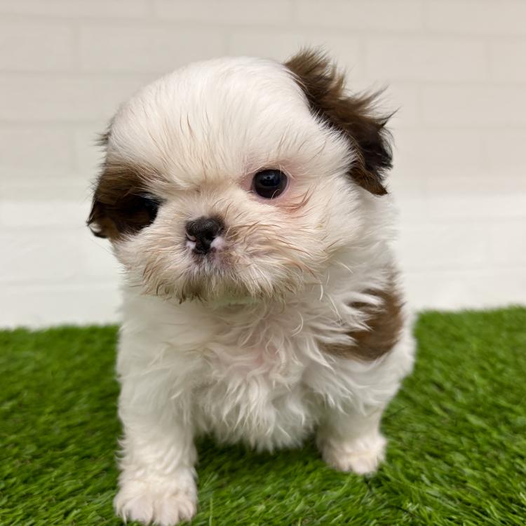 animal_image