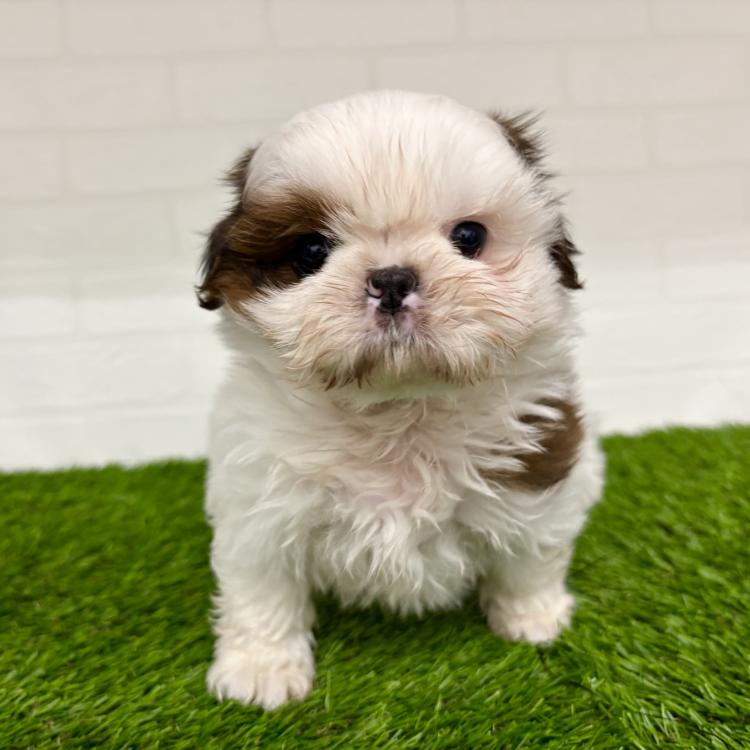 animal_image