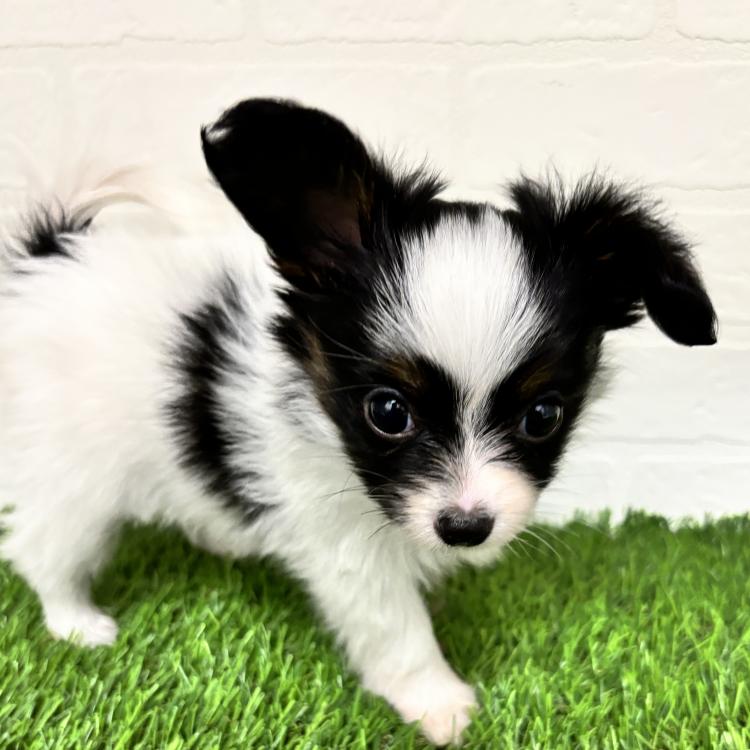animal_image