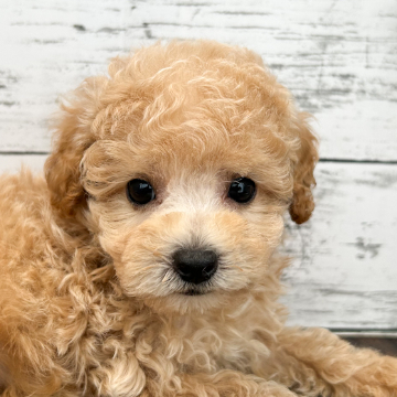 animal_image
