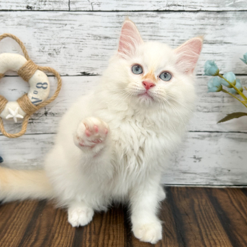 animal_image