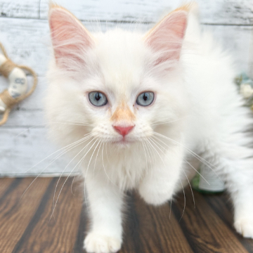 animal_image