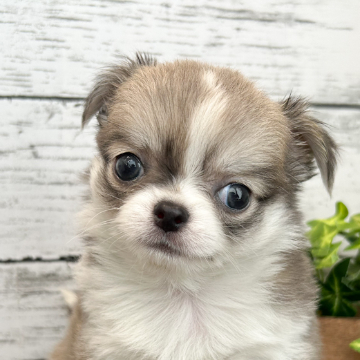 animal_image