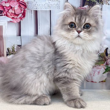 animal_image