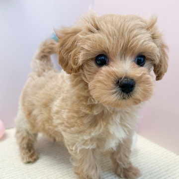 animal_image