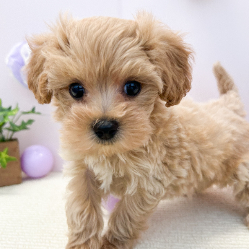 animal_image