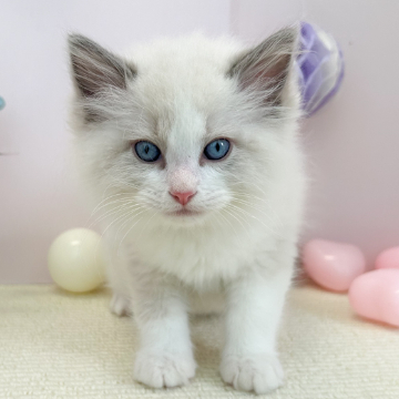 animal_image