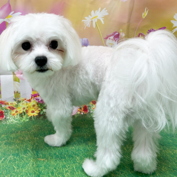 animal_image