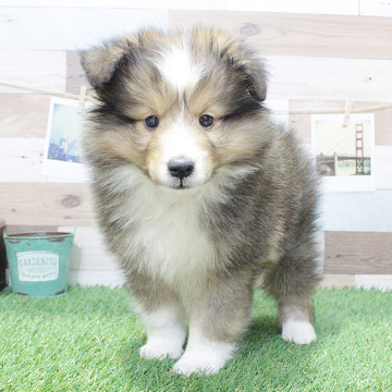 animal_image