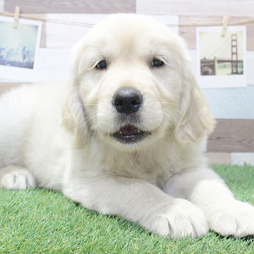 animal_image