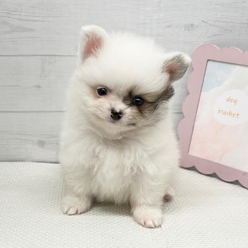 animal_image