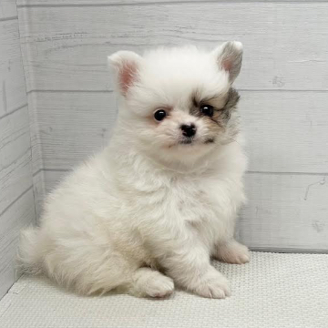 animal_image