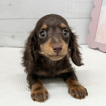 animal_image