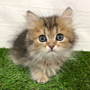 animal_image