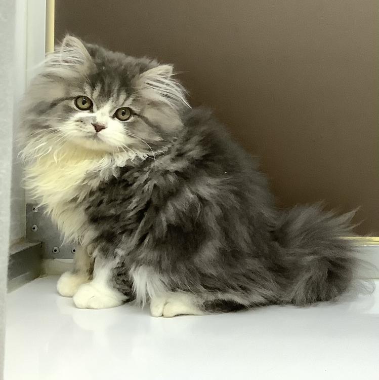 animal_image