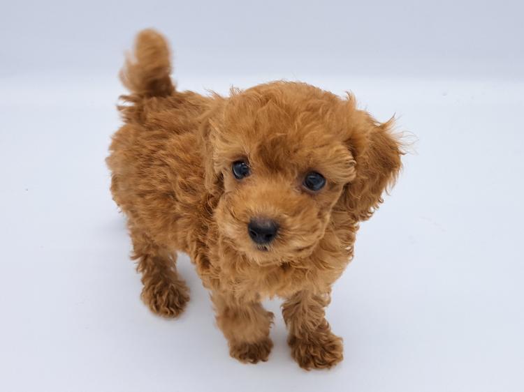 animal_image
