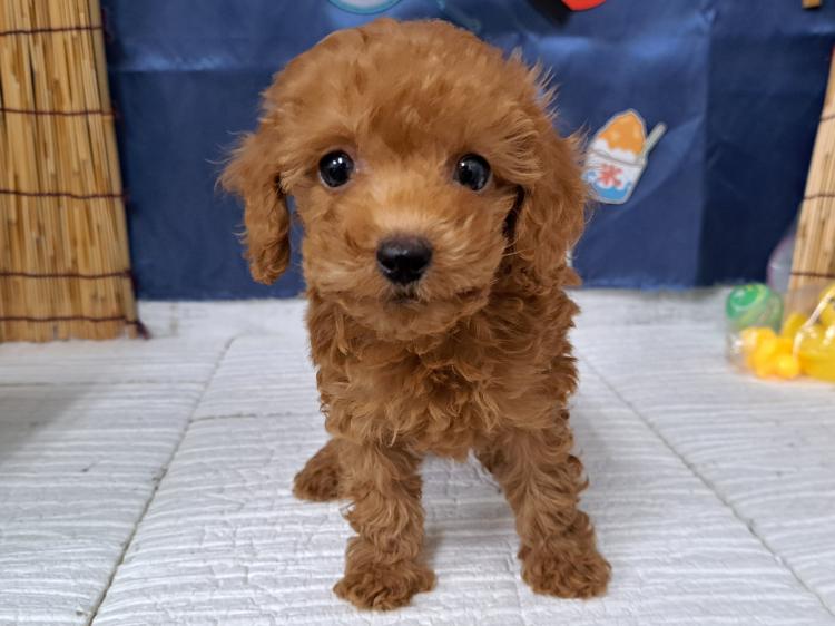 animal_image