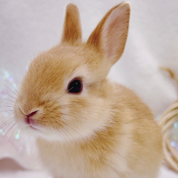 animal_image