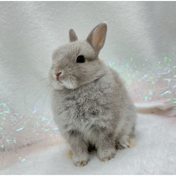 animal_image