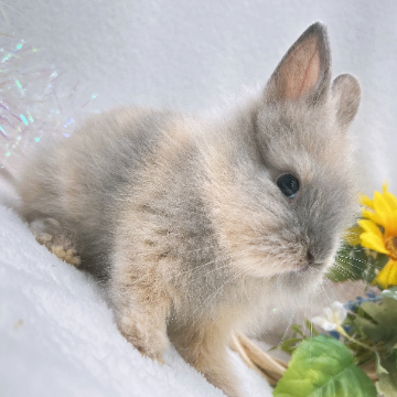 animal_image