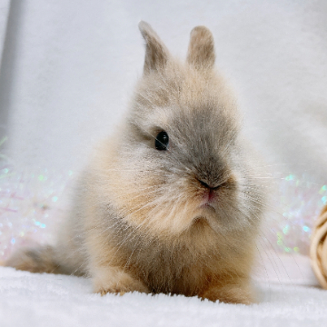 animal_image