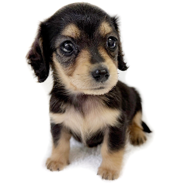 animal_image