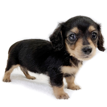 animal_image