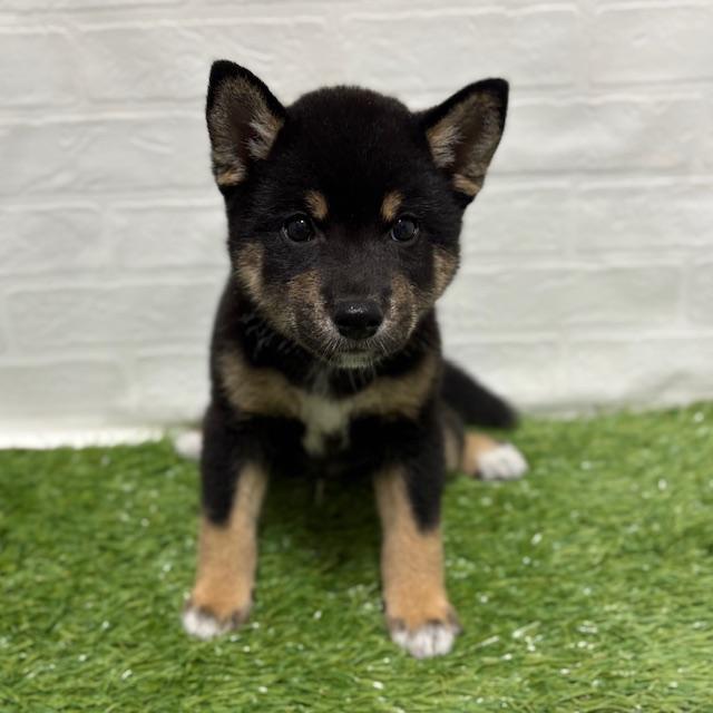 animal_image