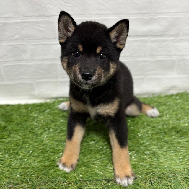 animal_image