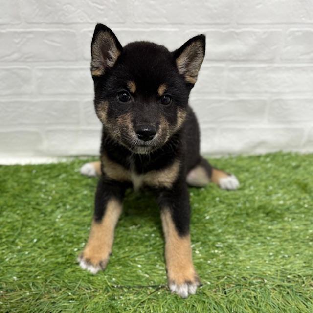 animal_image