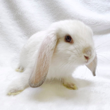 animal_image