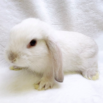 animal_image