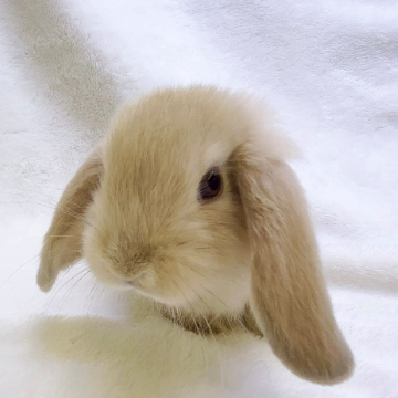 animal_image