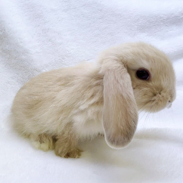 animal_image