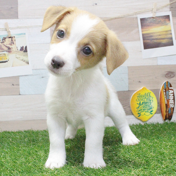 animal_image