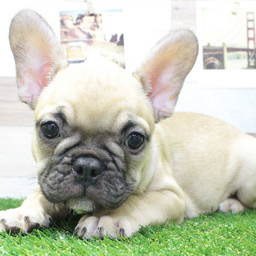 animal_image