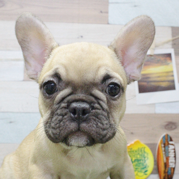 animal_image