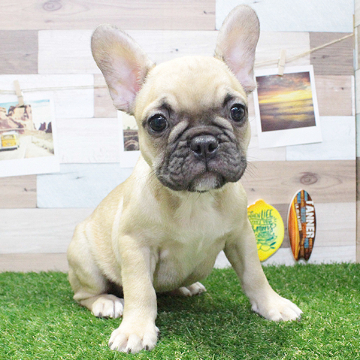 animal_image