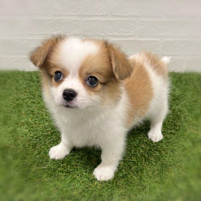 animal_image