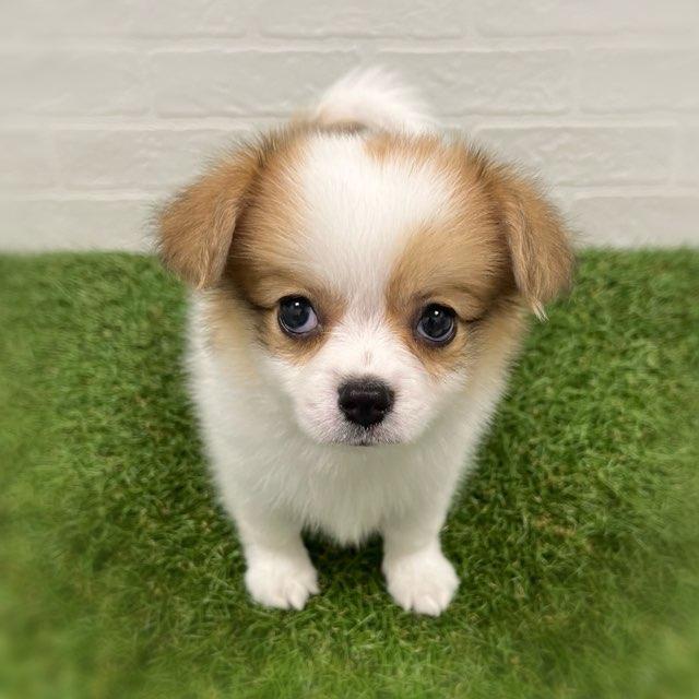 animal_image