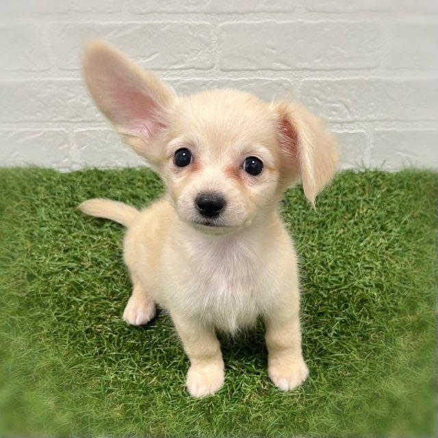 animal_image