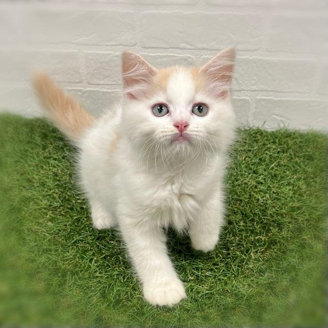 animal_image