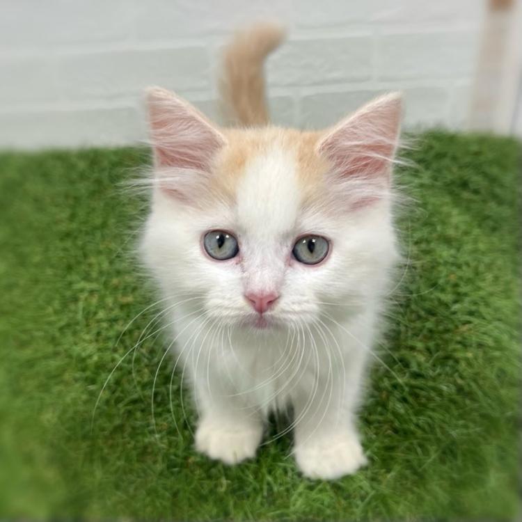 animal_image
